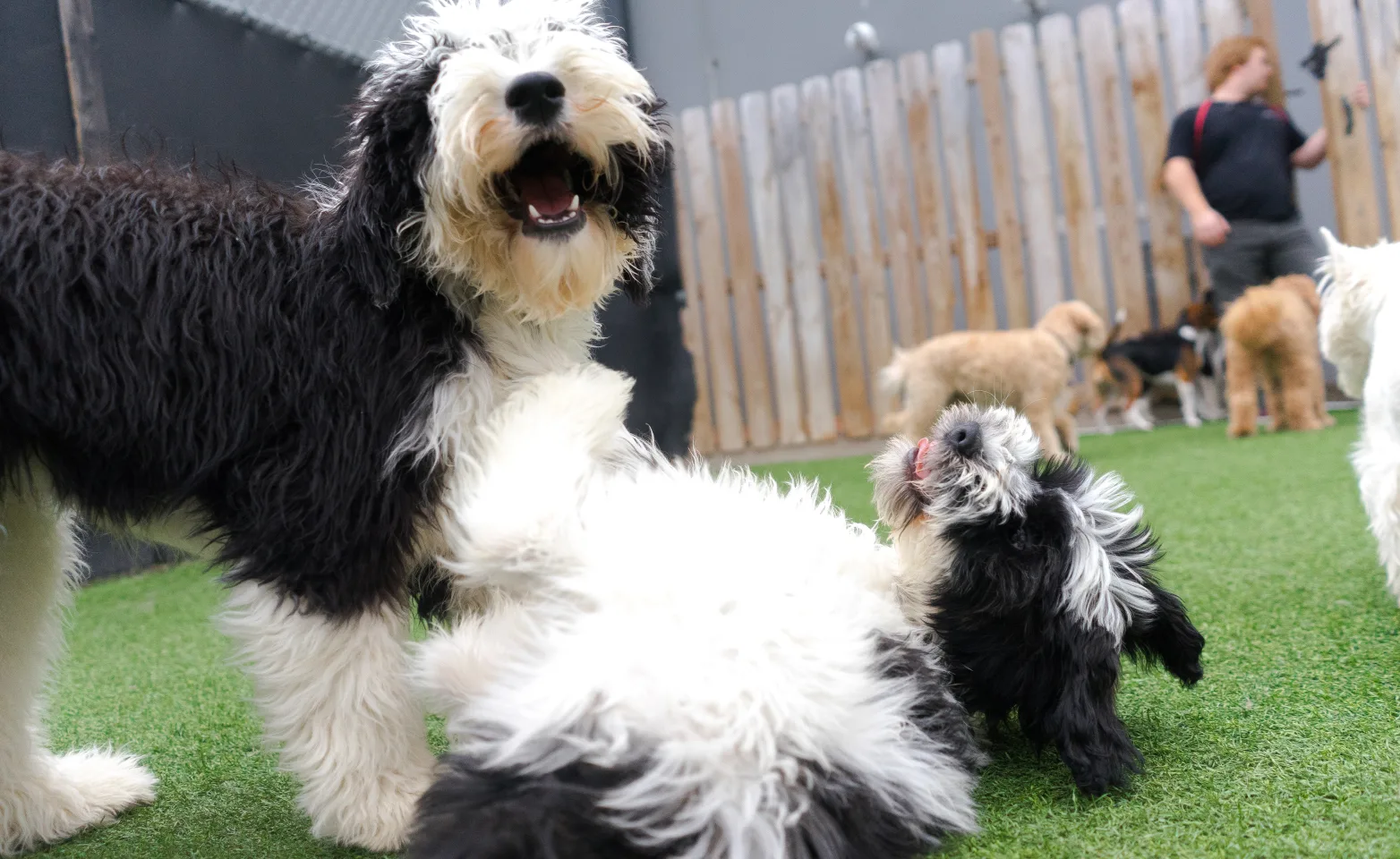 Dogs playing on grass at daycare